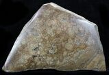 Polished Miocene Stromatolite (Chlorellopsis) - Crimea #57575-1